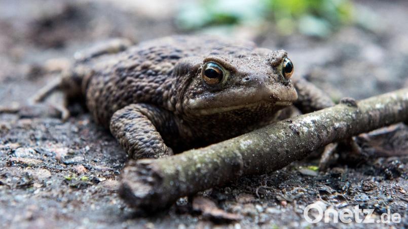 Eine schwangere Erdkröte ist in der Oberpfalz auf einem Ast aufgespießt worden. Symbolbild: Daniel Bockwoldt/dpa/Archivbild