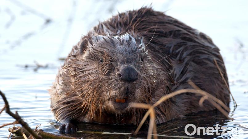 Er ist noch am Leben: Drei seiner Artgenossen fanden Spaziergänger tot entlang der Naab bei Fronberg. Symbolbild: Patrick Pleul/dpa