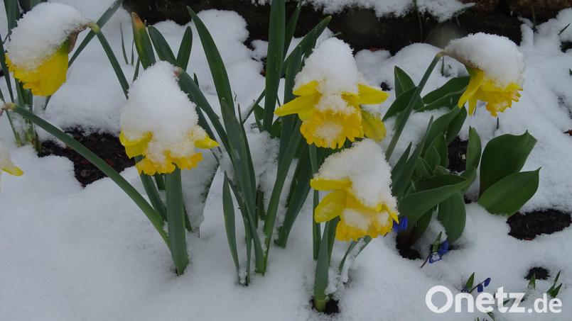 Märzenbecher mit Schneehaube: Der April macht auch in diesem Jahr, was er will. Bild: Houschka