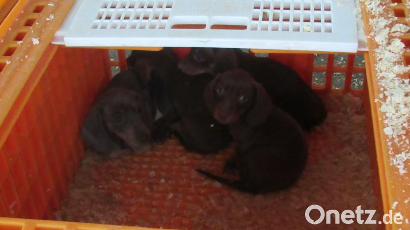 Teilweise wirkten die jungen Hunde von der Fahrt ohne Wasser und Futter sichtlich angegriffen. Bild: GPI Waidhaus/exb