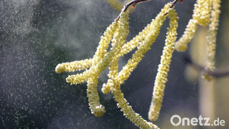 Haselpollen in der Luft. Bild: Wolfgang Kumm/dpa