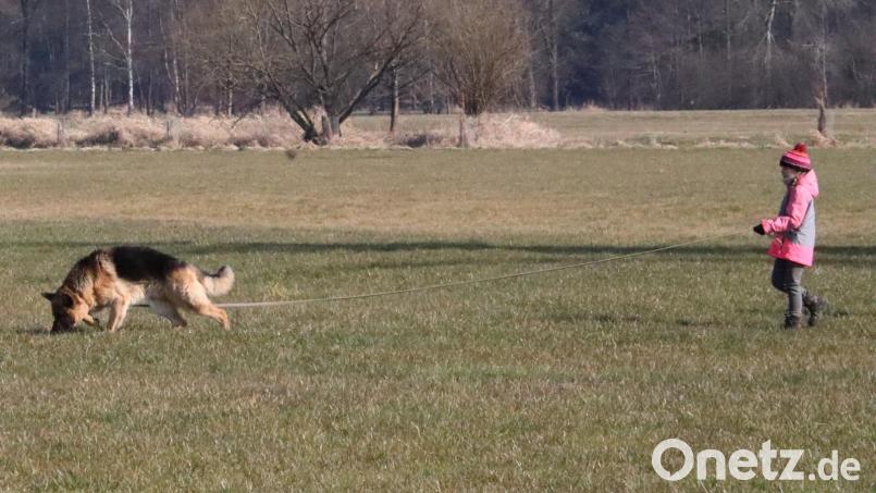 Fährtenarbeit ist ein Prüfungspunkt bei der Jugend- und Juniorenmeisterschaft am 24. April. Bild: wlr