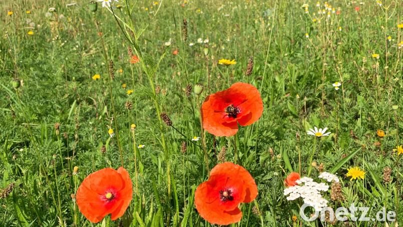 Schon vergangenes Jahr wurde in Schwarzenfeld eine kleine Blühfläche neben dem Spielplatz Flora angelegt. Im Rahmen des Blühpakts Bayern sollen jetzt noch gut 1000 Quadratmeter Blühfläche mehr entstehen. Bild: Tobias Reitmeier/exb