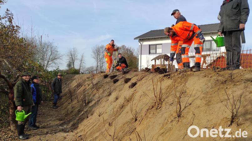 Die Pflanzaktion des Kleintierzuchtvereins gemeinsam mit dem Markt in der Nähe des Vereinsgeländes soll zum Erhalt der Artenvielfalt beitragen. Bild: Berthold Fröhlich/exb