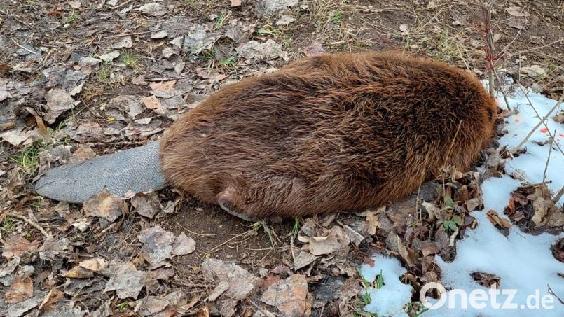 Da liegt er, der tote Biber von Schwarzenfeld. Bild: Manuela Pronath
