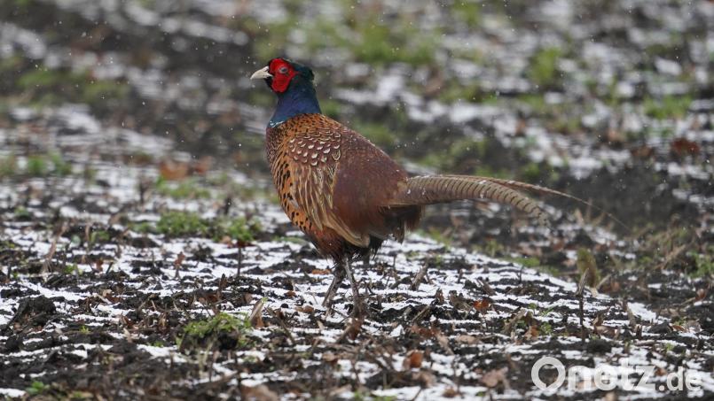 Ein Fasan hat bei Dachau einen Auffahrunfall mit fünf Autos ausgelöst. Symbolbild: Marcus Brandt/dpa