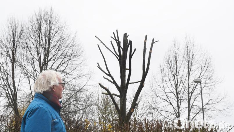 Der ehemalige Gärtnermeister Robert Herl ist entsetzt über den seiner Meinung nach unsachgemäßen Zuschnitt mehrerer Bäume in Kirchenthumbach. Auch die Untere Naturschutzbehörde im Landratsamt Neustadt bedauert die Maßnahme. Bild: Gabi Schönberger