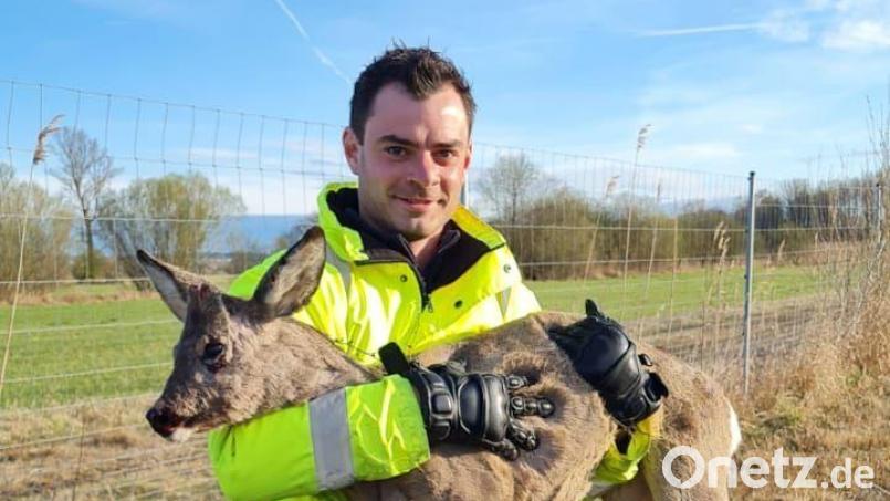 Ein Polizist hält ein Reh im Arm. Die Polizei hat auf der A92 ein Reh eingefangen und dazu die Autobahn in der Nähe von Freising gesperrt. Bild: Verkehrspolizeiinspektion Freising/dpa