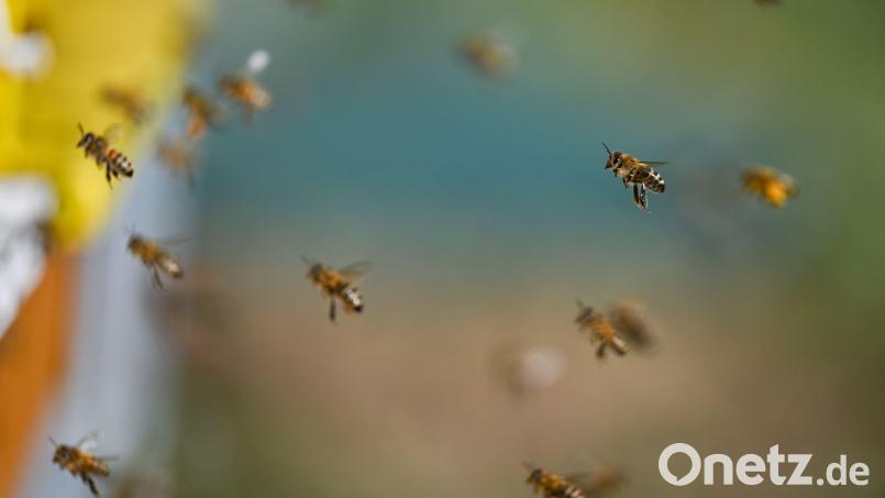 Bienen auf ihrem Weg zurück in den Bienenstock. Ein neues Virus bereitet den Neusorger Imkern Sorgen. Symbolbild: Arne Dedert/dpa