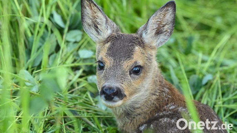 Ein kleines Rehkitz liegt im hohen Gras. Mit einer Wärmebildkamera an einer Drohne spüren Tierschütze Rehkitze auf, um sie davor zu bewahren, bei Mäharbeiten getötet zu werden. Bild: Patrick Pleul/dpa