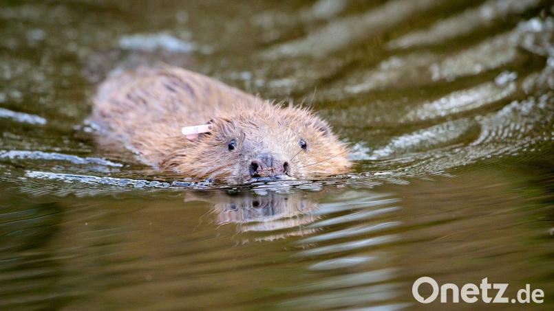 Im Landkreis Schwandorf scheint es einen Biber-Hasser zu geben, der auch vor der Tötung der streng geschützten Tiere nicht zurückschreckt. Symbolbild: Ben Birchall/dpa