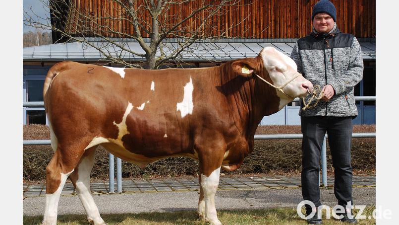 Der Betrieb von Christian Schuller stellte diesen Bullen vor, der an die Besamungsgenossenschaft Marktredwitz-Wölsau verkauft wurde. Bild: Rinderzuchtverband/exb