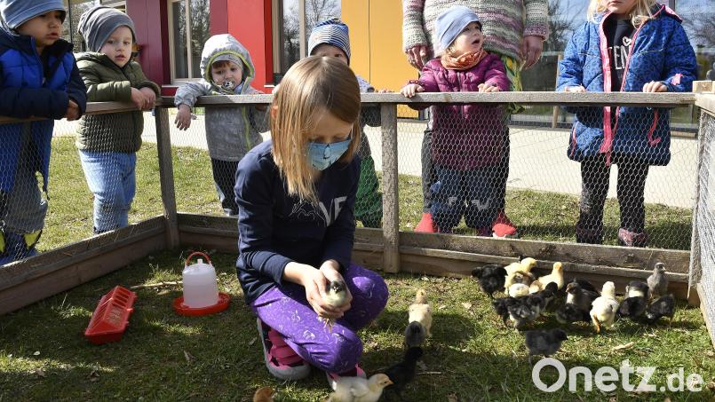 Die Siekids haben momentan einen Kindergarten im Kindergarten: Im Außengelände gibt es ein Gehege für die rund 30 Küken, deren Entwicklung vom Ei bis zum Schlüpfen die Kinder miterleben durften. Bild: Petra Hartl