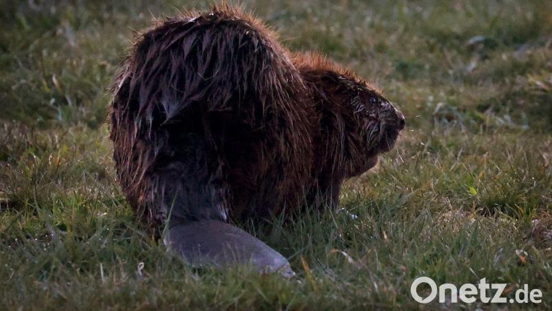 Ein Biber sitzt in der Abenddämmerung auf einer Wiese. Bild: Karl-Josef Hildenbrand/dpa/Archivbild