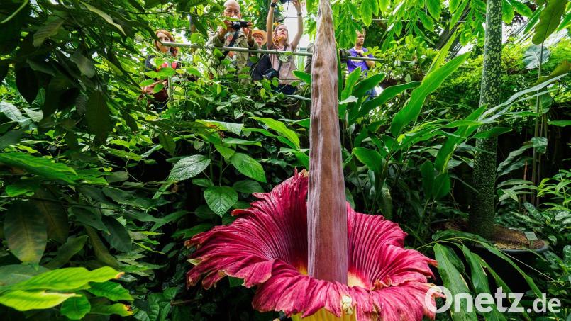 Die Titanwurz blüht im Ökologisch-Botanischen Garten der Universität. Bild: Nicolas Armer/dpa