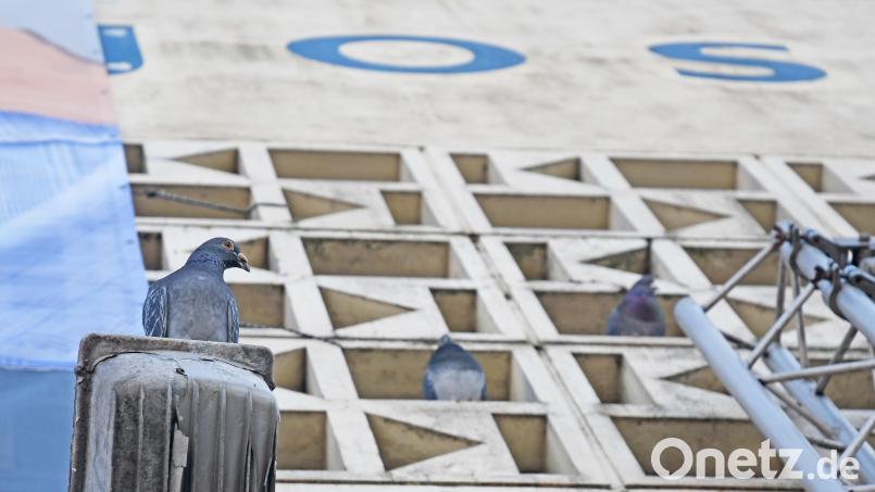 Wohin mit den Problem-Tauben am Josefshaus? Die Stadt legt erste Pläne vor. Bild: Gabi Schönberger