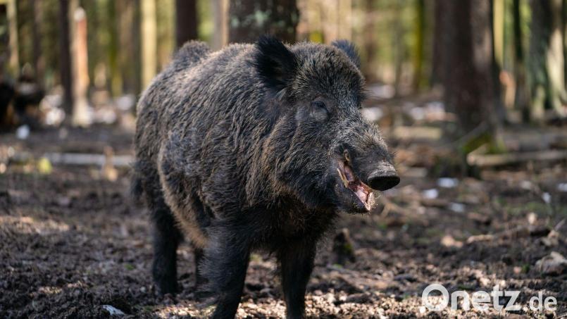 Ein gut 200 Kilogramm schwerer Schwarzwild-Keiler in einem Gehege des Wildparks Waldhaus Mehlmeisel. Bild: Nicolas Armer/dpa