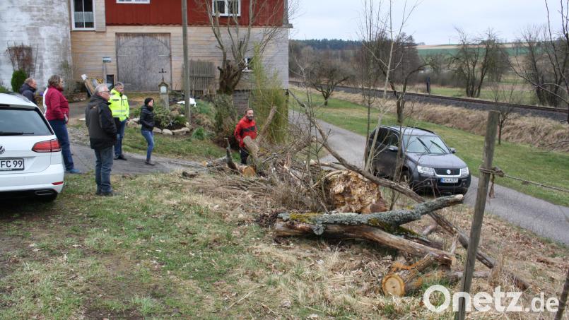 Aus den Überbleibseln einer vom Sturm gefällten Eiche will Konrad Dippel (Bildmitte, beim Ortstermin des Bauausschusses) ein Kleintierbiotop gestalten. Der Gemeinderat billigte dies und befürwortete eine Unterstützung durch die Gemeinde. Bild: bjp