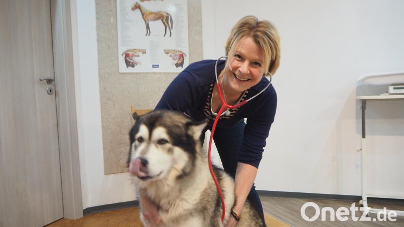 Dem Alaskan Malamute &quot;Lokum&quot; werden die Hausbesuche bei den Pferden genauso fehlen wie seinem Frauchen, der Tierärztin Annemarie Kraus. Sie gibt ihre Praxis auf für einen Job als Veterinärin bei der Bundeswehr. Bild: bl