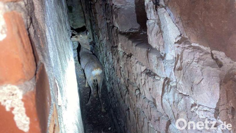 Das Reh steht eingeklemmt zwischen zwei Häusern im Landkreis Miltenberg. Bild: Polizei/Polizeiinspektion Miltenberg/dpa