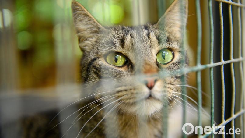 Die ausgesetzten Katzen wurden zur weiteren Pflege ins Tierheim Breitenbrunn gebracht. Symbolbild: Klaus-Dietmar Gabbert/dpa