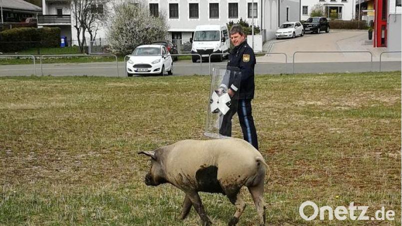 Die Polizei Waldmünchen spürte den entflohenen Eber auf. Er war am Ostermontag aus einer Metzgerei abgehauen. Bild: Polizei Waldmünchen