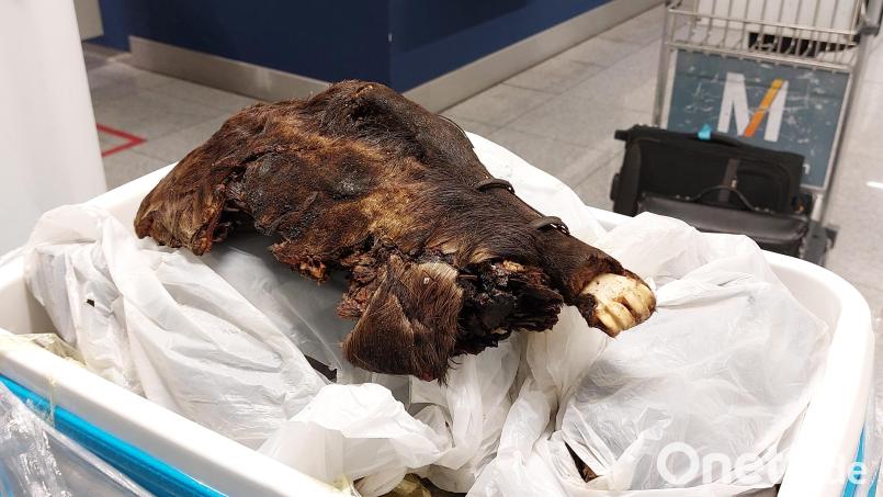 Eine ganze, gebratene Rohrratte haben Zöllner des Hauptzollamts München am Flughafen bei einer Gepäckkontrolle aufgefunden. Bild: Hauptzollamt München