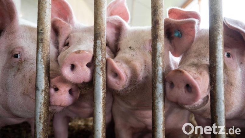 Schweine stehen in einem Stall. Bild: Marijan Murat/dpa/Symbolbild