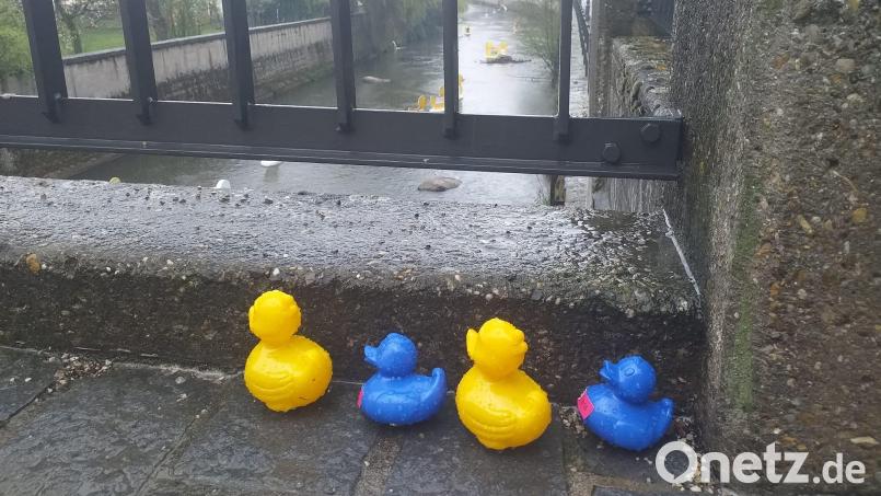Diese vier nassen Plastik-Enten warten im Regen bereits auf ihren Einsatz. Start ist um 15.30 Uhr. Bild: tk