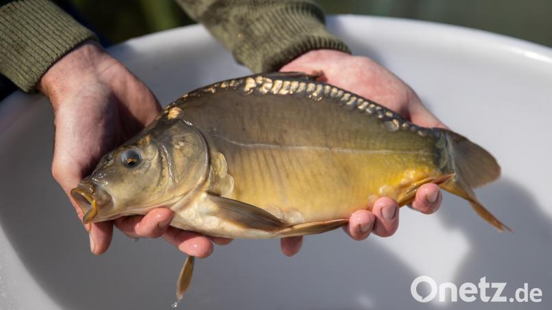 Ein Teichwirt hält einen Karpfen in den Händen. Bild: Daniel Karmann