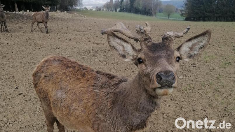 Derzeit wechseln die Hirsche ihr Fell und sie bekommen ein neues Geweih. Bild: Winderl, Kristin [wrl]