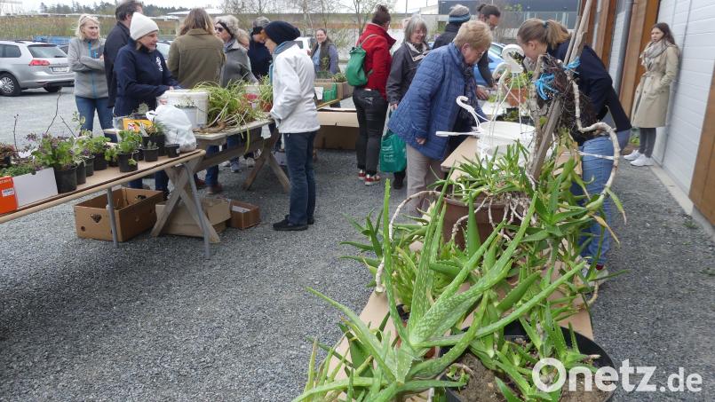 Mit seiner traditionellen Pflanzenbörse spricht der Obst- und Gartenbauverein die Hobbygärtner an. Bild: rn