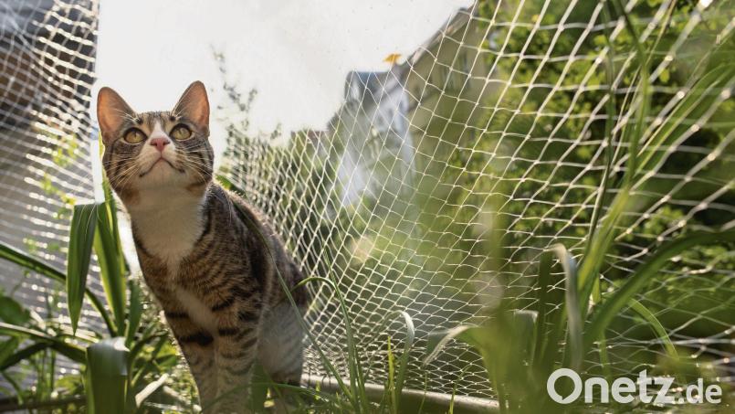 Katze Cookie sitzt auf dem Geländer eines Balkons, der mit einem Katzennetz gesichert ist. Schwarze Netze fallen allerdings weniger auf als weiße oder transparente. Bild: Franziska Gabbert/dpa