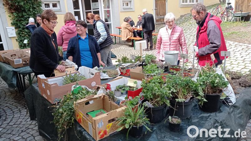 Der Waldershofer Pflanzentauschtag war wieder gut besucht. Bild: fpoz