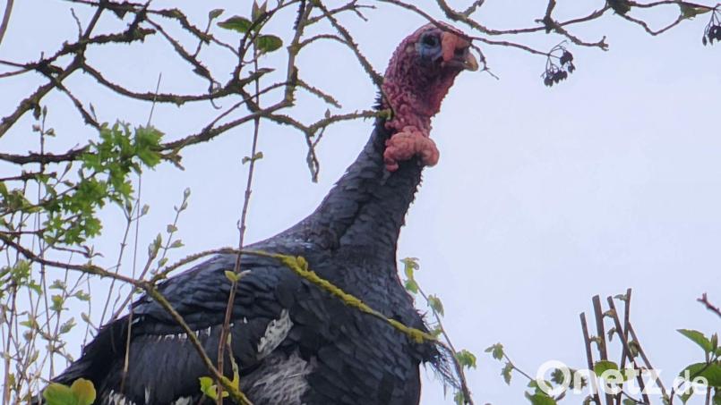 Dieser Truthahn entkam zuerst dem Fuchs und musste anschließend von der Polizei gerettet werden. Bild: Polizei Sulzbach-Rosenberg