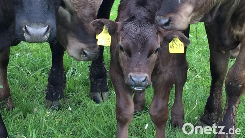 Von Mai bis September herrscht Idylle auf der Sommerweide. Die Wagyu-Rinder fressen hauptsächlich das, was auf der Wiese wächst. Bild: Schirin Oeding/exb