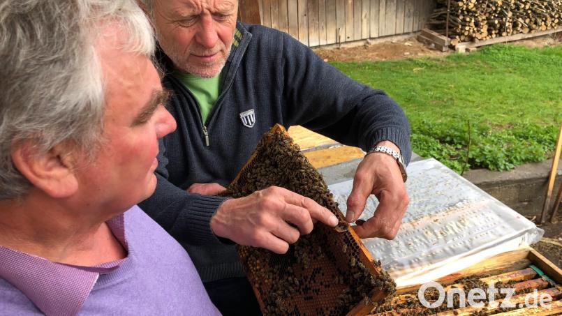 Ohne Schutzkleidung können der Vorsitzende Albert Zeitler (links) und Kassier Michael Treiber (rechts) die Bienen begutachten. So ungefährlich sind die Bestäuber. Bild: mis