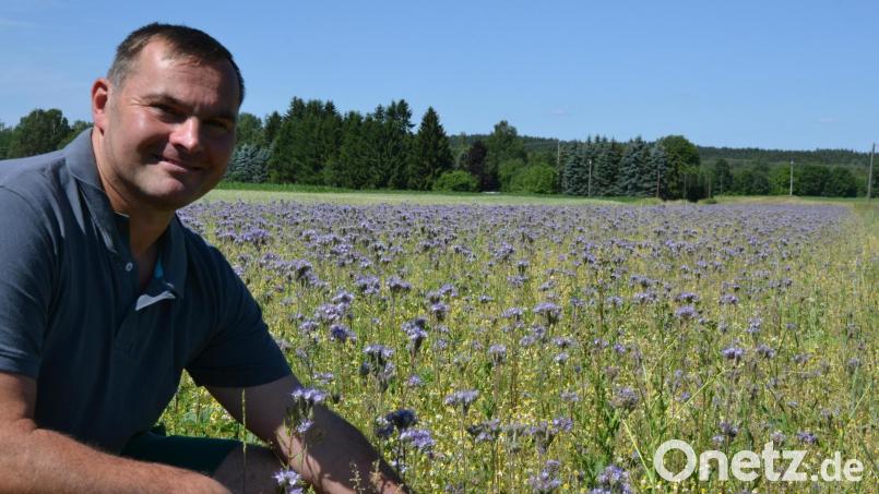 Es zirpte und surrte rund um Alexander Weigl. Auf der Blühwiese an der B15 am Ortseingang von Tirschenreuth blühten 2019 vor allem lila Phacelia. Damit ist es vorbei. Denn 2021 hat Weigl das Projekt „Blühpatenschaften“ wegen zu geringen Interesses beendet. Archivbild: szl