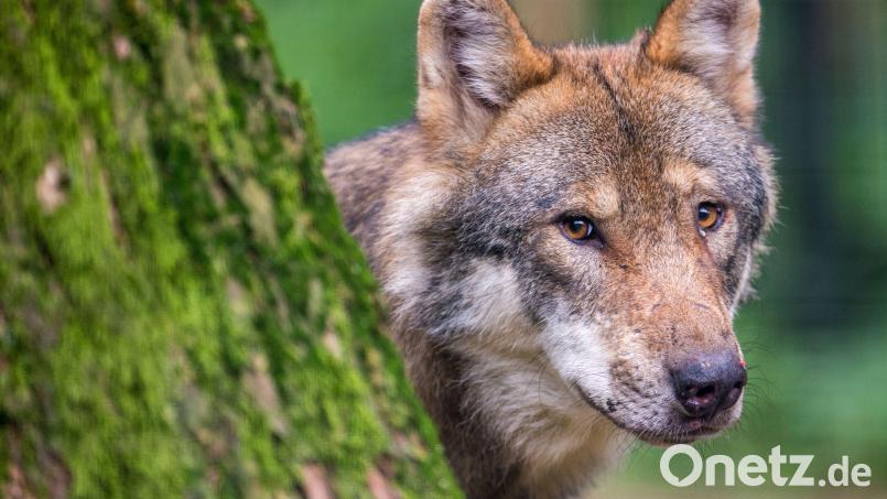 Nur in Wildparks sind solche Bilder möglich. Der Wolf ist scheu. In der Oberpfalz wird er regelmäßig von Wildkameras fotografiert, die automatisch auslösen. Symbolbild: Lino Mirgeler/dpa
