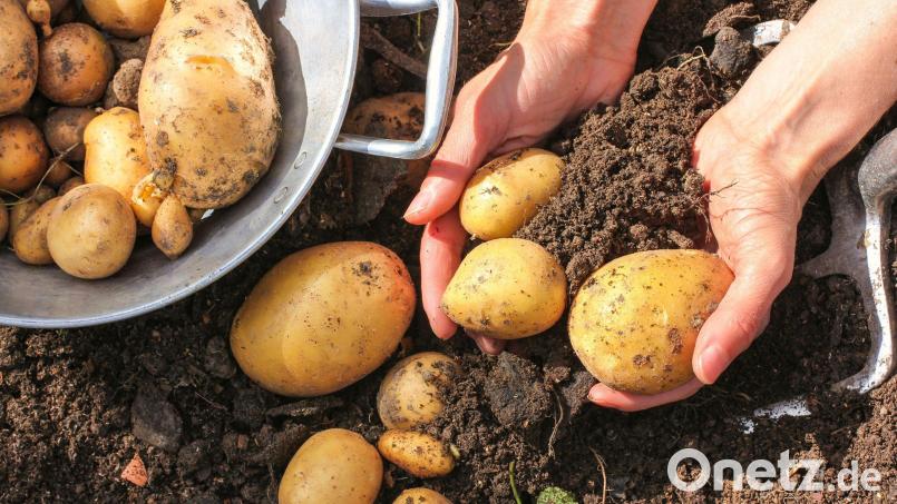 Für den Anbau von Kartoffeln braucht man nicht viel Platz. Symbolbild:  Marina Lohrbach – stock.adobe.com