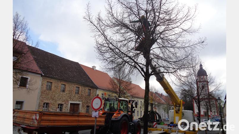 Mit Hilfe eines Steigers wurden die Äste gekürzt. Bild: amö
