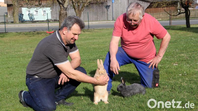 Tätowiermeister Eduard Zitzmann mit „Kleinsilber gelb“ (links) und Zuchtwart Karl Bodensteiner mit „Kleinsilber schwarz“ wissen um Erfolg und Misserfolg in der Rassekaninchenzucht. Gerne geben sie ihre Erfahrungen an neue Mitglieder weiter. Bild: Josef Böhm