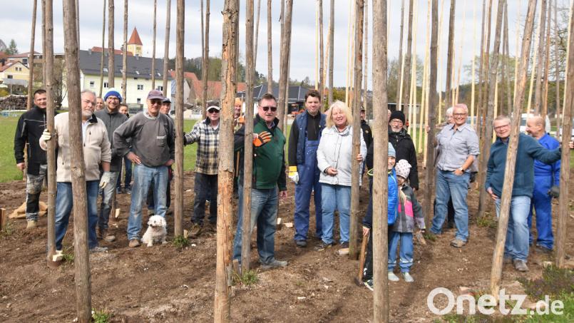Mehr als 20 Helfer waren beim Aufstellen der Stangen im Illschwanger Hopfengarten dabei. Einige Frauen waren gleichzeitig damit beschäftigt, Unkraut zu jäten. Bild: no