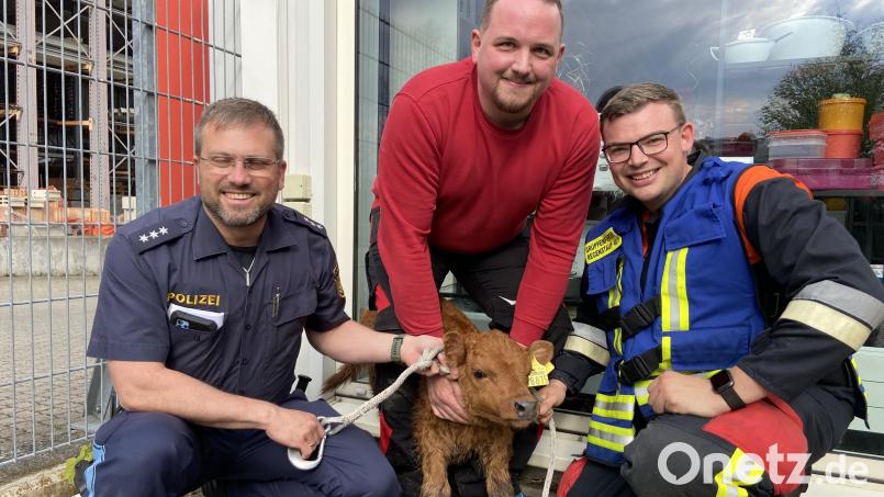 Polizeihauptkomissar Bernd Dürschinger mit dem freiwilligen Helfer Dominik Strobel und Marco Hierl von der Feuerwehr Regenstauf, sowie Kalb Hubert, der durchaus zufrieden mit seiner Aktion wirkt. Bild: Bayer