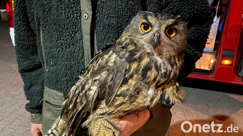 Nach seinem Unfall auf der A93 wurde der Uhu in eine Tierauffangstation gebracht. Dort starb er jedoch in der darauffolgenden Nacht. Archivbild: Feuerwehr Schwarzenfeld/exb