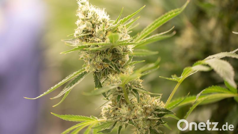 20 Kilogramm Marihuana soll &quot;Joe&quot; aus dem Landkreis Schwandorf geerntet haben. Bild: Sebastian Kahnert