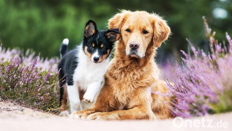 Einen gut sozialisierten, erwachsenen Hund zum Freund zu haben, ist für Welpen ein Segen. Bild: picture alliance/dpa/Gräfe und Unzer | Anna Auerbach