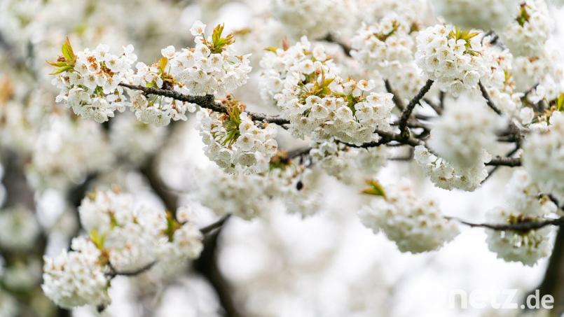 Blühende Kirschbäume prägen die Landschaften in der Fränkischen Schweiz. Bild: Nicolas Armer/dpa