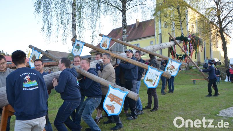 Die Männer der Feuerwehr Böhmischbruck stellen ihren Maibaum noch ganz traditionell auf. Deutlich zu sehen ist der Bock, auf dem der Stamm aufliegt (links). Auch die erste &quot;Schwalbe&quot; ist schon gesetzt. Bild: dob