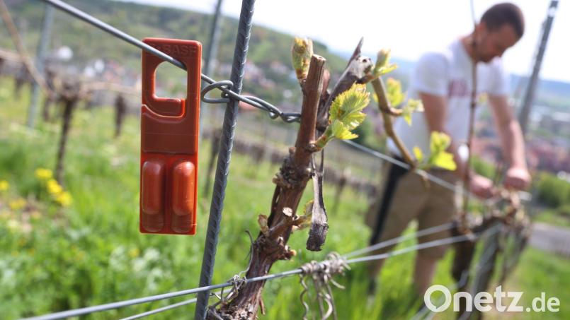 Winzer Martin Göbel befestigt in seinem Weinberg eine Pheromonfalle. Bild: Karl-Josef Hildenbrand/dpa/Archivbild